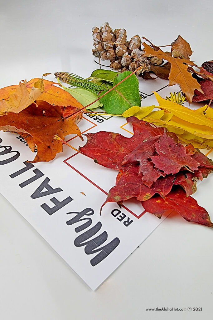 Fall Color Activity